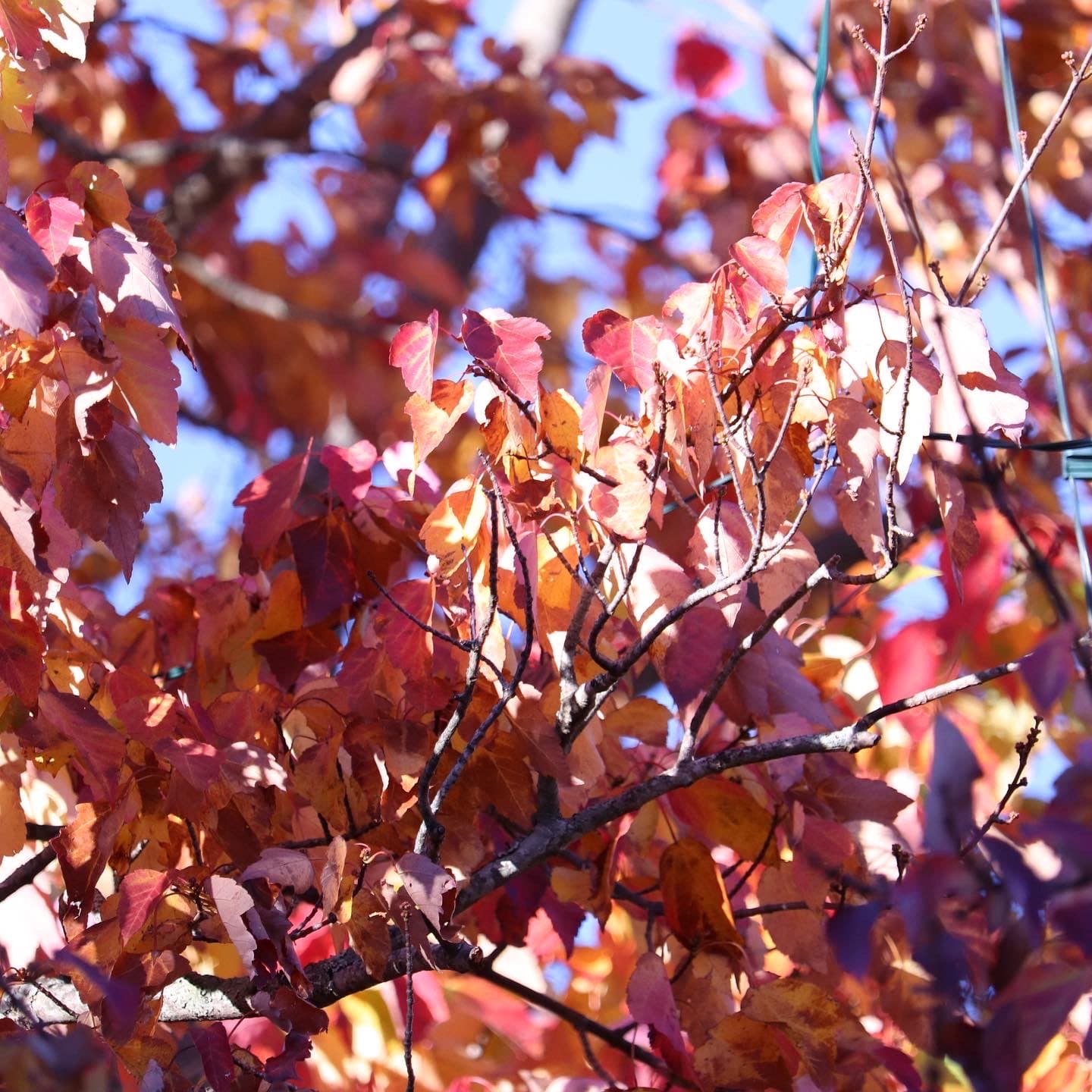 fall leaves